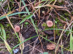Tubaria furfuracea