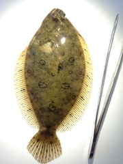 Pseudorhombus jenynsii