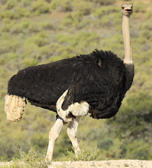 Struthio camelus australis