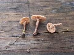 Tubaria furfuracea