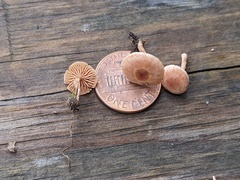 Tubaria furfuracea