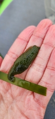 Phyllaplysia taylori