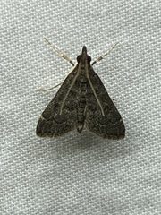 Steniodes declivalis