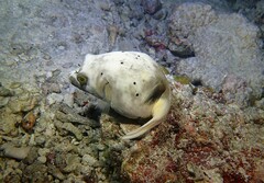 Arothron nigropunctatus