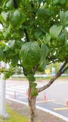 Cornus officinalis