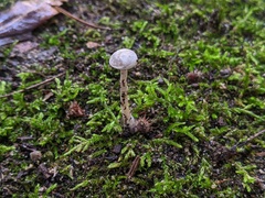 Entoloma