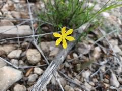 Menodora scabra