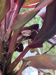 Bothriechis schlegelii