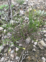 Menodora scabra