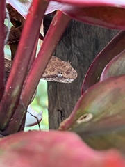 Bothriechis schlegelii