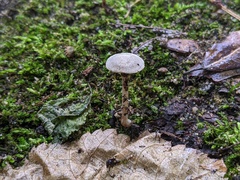 Entoloma