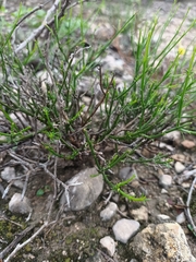 Menodora scabra