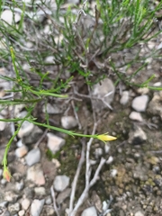 Menodora scabra