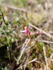 Utricularia tenella