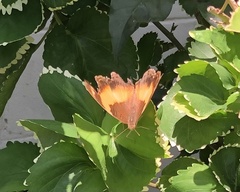 Yoma sabina