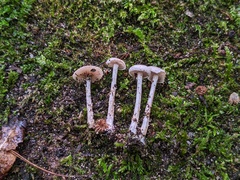 Entoloma