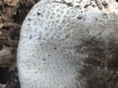 Tricholoma