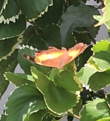 Yoma sabina