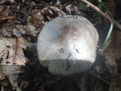 Tricholoma