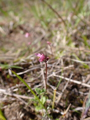 Utricularia tenella
