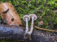 Entoloma