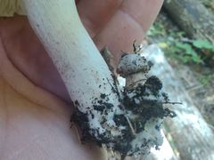 Tricholoma