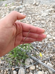 Menodora scabra