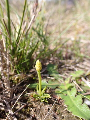 Phylloglossum drummondii