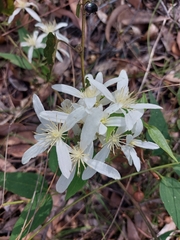 Clematis pubescens