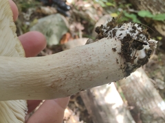 Tricholoma
