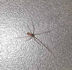 Pholcus opilionoides