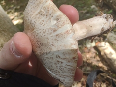 Tricholoma