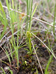Phylloglossum drummondii