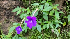 Achimenes longiflora