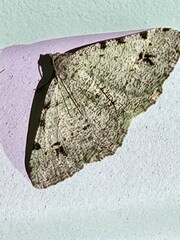 Frederickia nigricomma