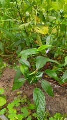Commelina communis