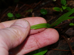 Pterostylis graminea