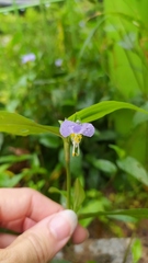Commelina communis