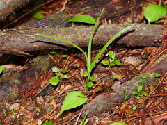 Pterostylis graminea