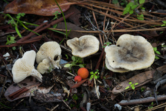Spodocybe trulliformis