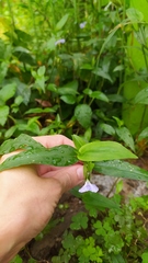 Commelina communis