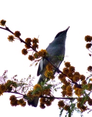 Polioptila dumicola