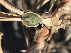 Chlorochroa