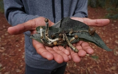 Psilocybe zapotecorum