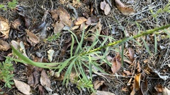 Liatris