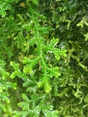 Selaginella
