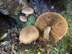 Cortinarius pholideus