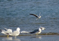 Hydrocoloeus minutus