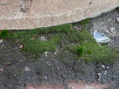 Bryum argenteum