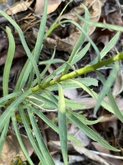 Liatris